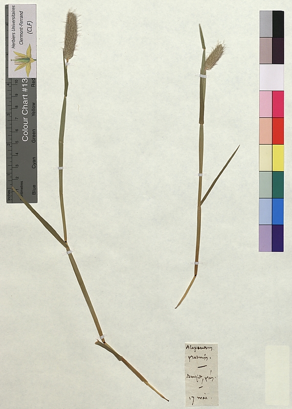 Alopecurus pratensis (Poaceae)