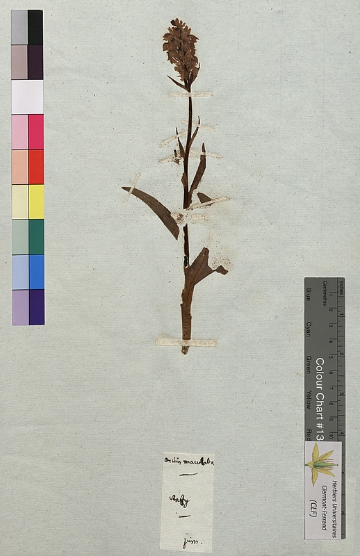 Orchis maculata (Orchidaceae)