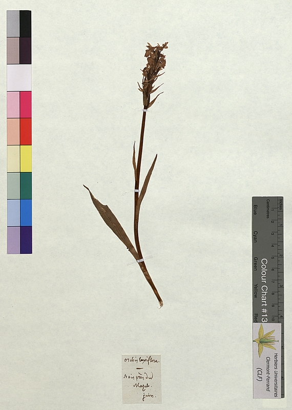 Orchis laxiflora (Orchidaceae)