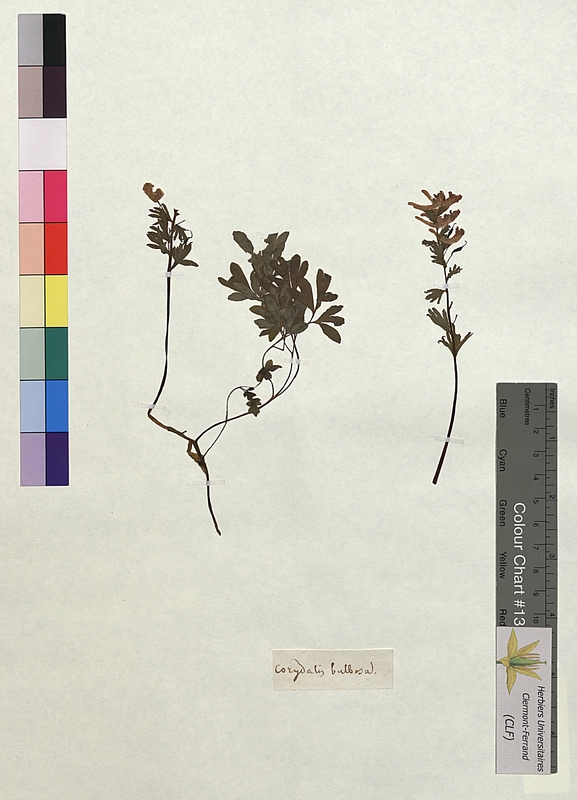 Corydalis bulbosa (Papaveraceae)