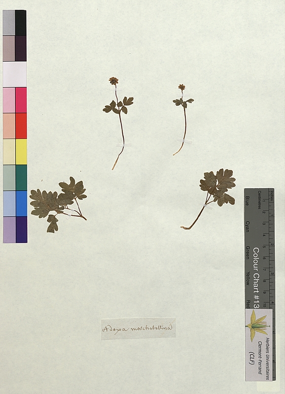 Adoxa moschatellina (Adoxaceae)