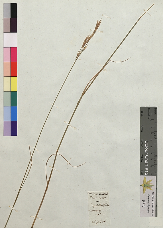 Bromus erectus (Poaceae)