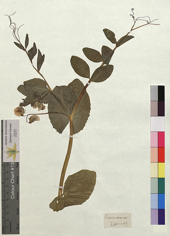 Pisum arvense (Fabaceae)