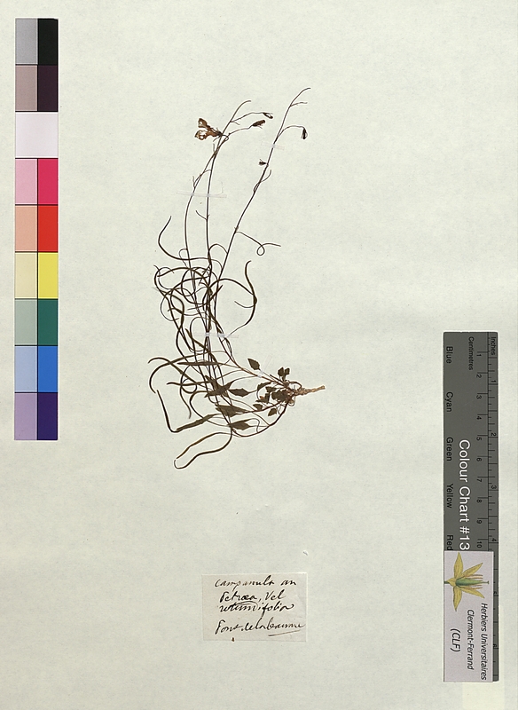 Campanula rotundifolia (Campanulaceae)