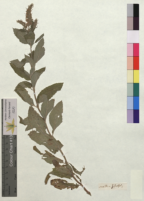 Mentha sylvestris (Lamiaceae)