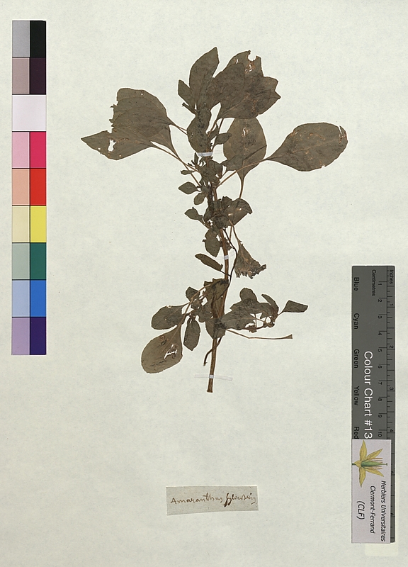 Amaranthus sylvestris (Amaranthaceae)