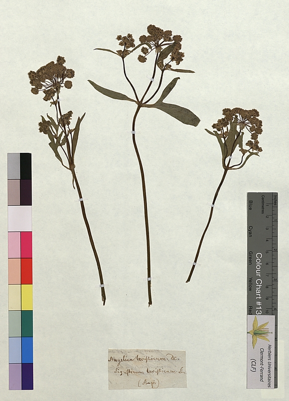 Angelica levisticum (Apiaceae)