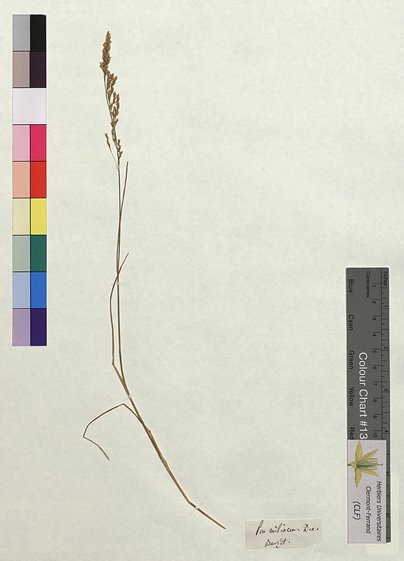 Poa miliacea (Poaceae)