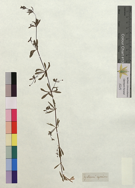 Galium aparine (Rubiaceae)