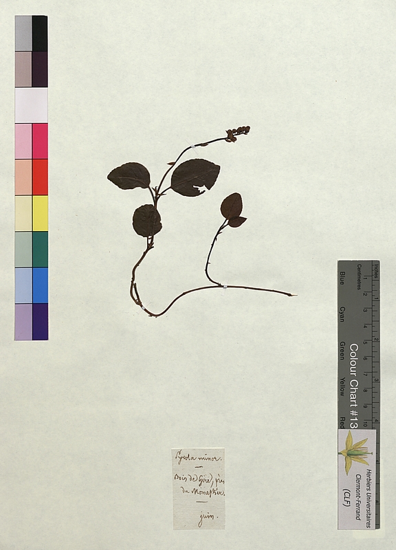 Pyrola minor (Ericaceae)