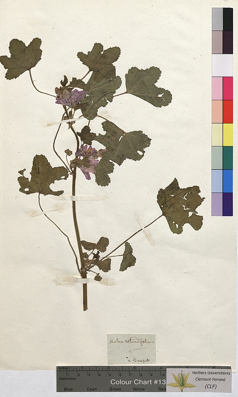 Malva rotundifolia (Malvaceae)