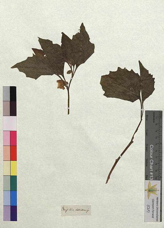 Physalis alkekengi (Solanaceae)