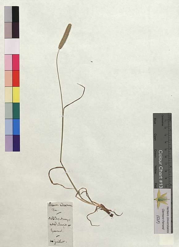 Phleum nodosum (Poaceae)