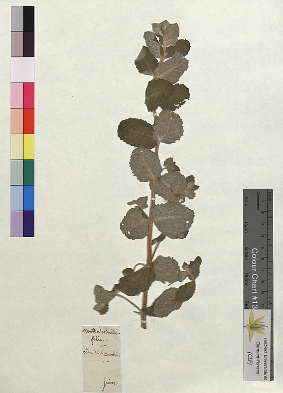 Mentha rotundifolia (Lamiaceae)