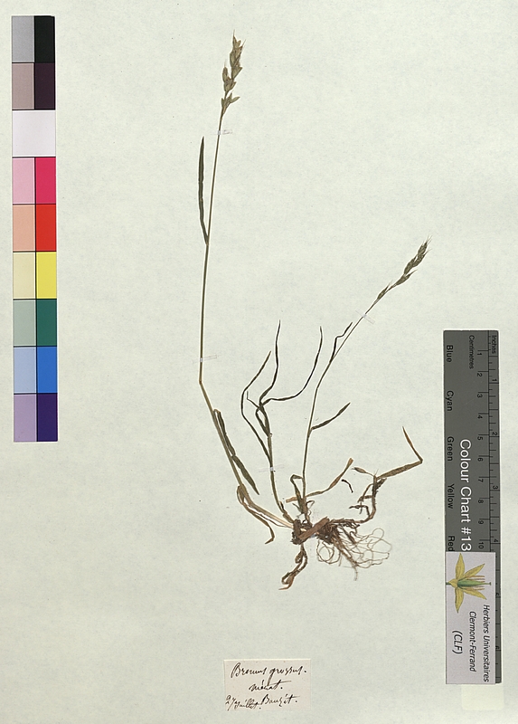 Bromus grossus (Poaceae)