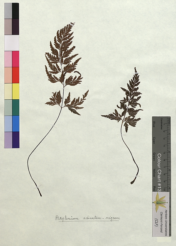 Asplenium adiantum-nigrum (Aspleniaceae)
