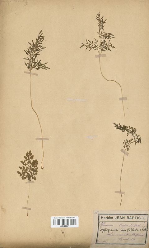 Allosorus crispus (Polypodiaceae)