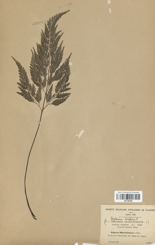 Asplenium adiante-nigrum (Aspleniaceae)