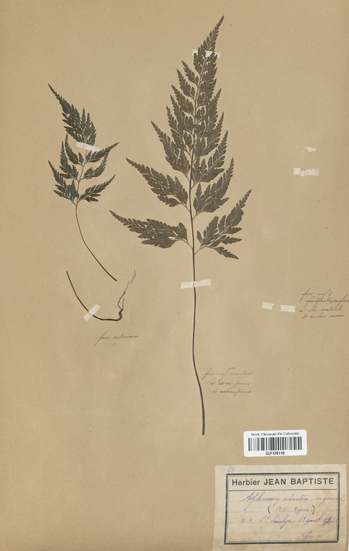 Asplenium adiante-nigrum (Aspleniaceae)