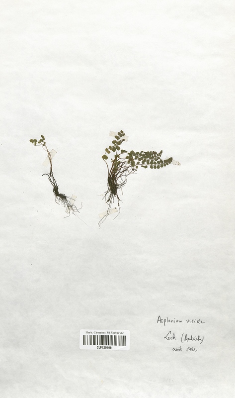Asplenium viride (Aspleniaceae)
