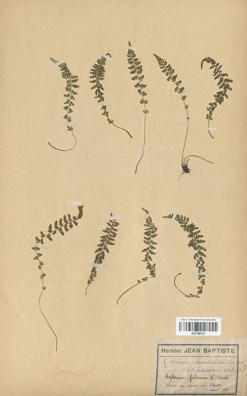 Asplenium lanceolatum (Aspleniaceae)