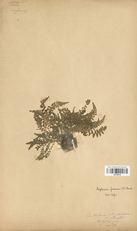 Asplenium fontanum (Aspleniaceae)