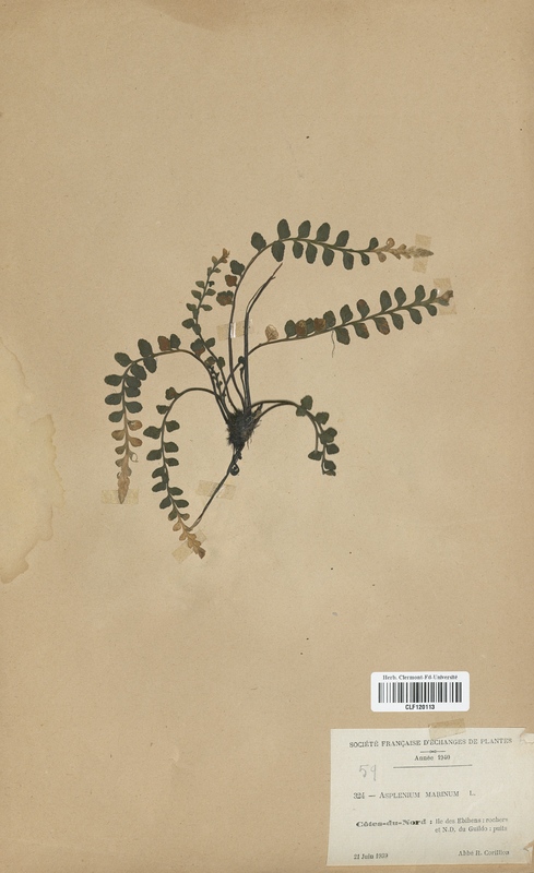 Asplenium marinum (Aspleniaceae)