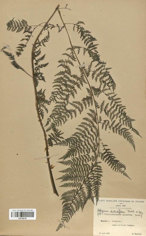 Athyrium distentifolium (Woodsiaceae)