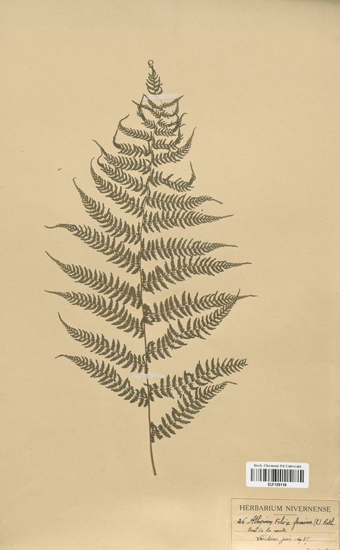 Athyrium felix femina (Woodsiaceae)