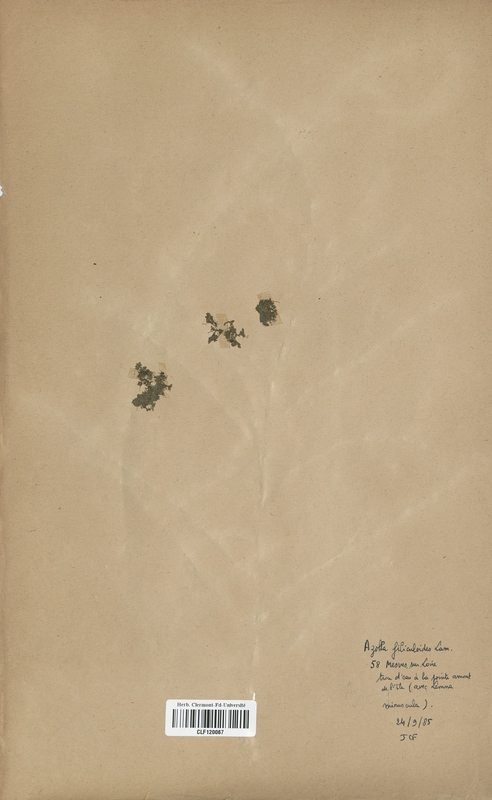 Azolla filiculoides (Azollaceae)