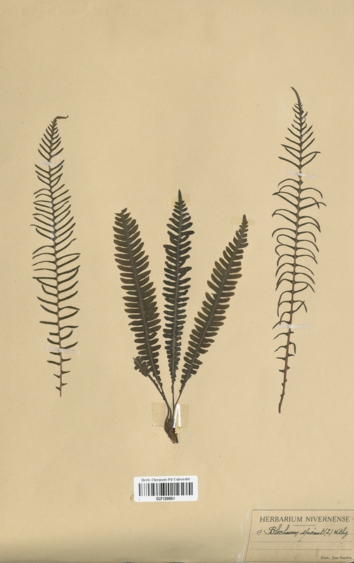 Blechnum spicant (Blechnaceae)