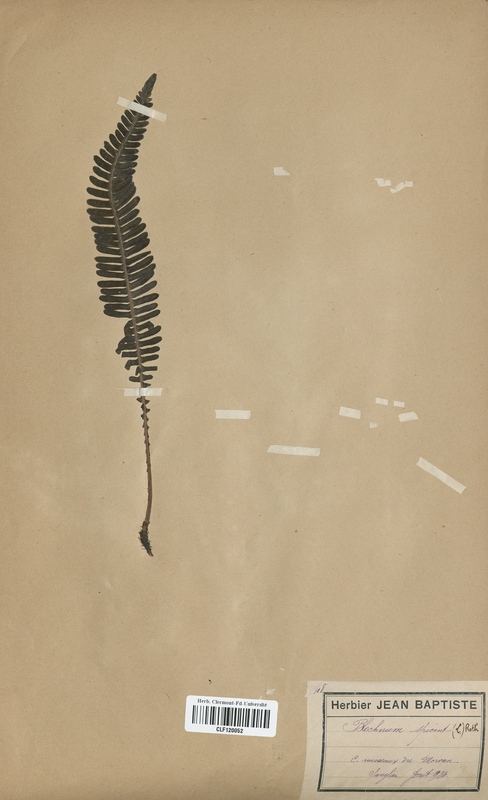 Blechnum spicant (Blechnaceae)