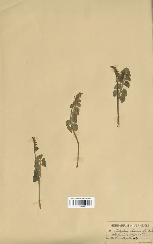 Botrychuim lunaria (Ophioglossaceae)