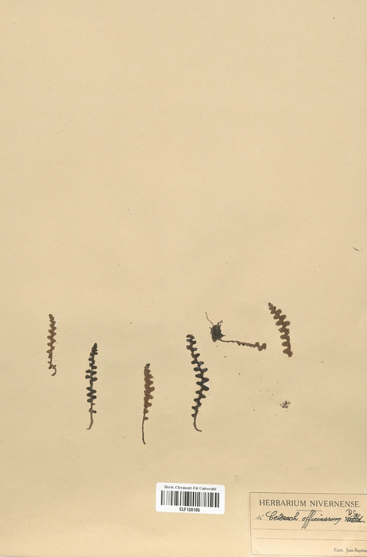 Ceterach officinarum (Aspleniaceae)
