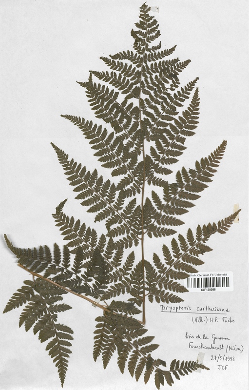 Dryopteris carthusiana (Dryopteridaceae)