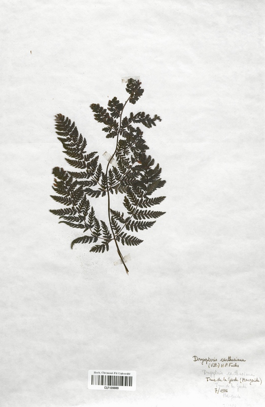 Dryopteris carthusiana (Dryopteridaceae)