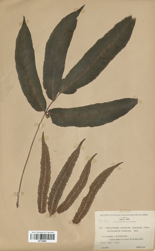 Dryopteris sieboldii (Dryopteridaceae)