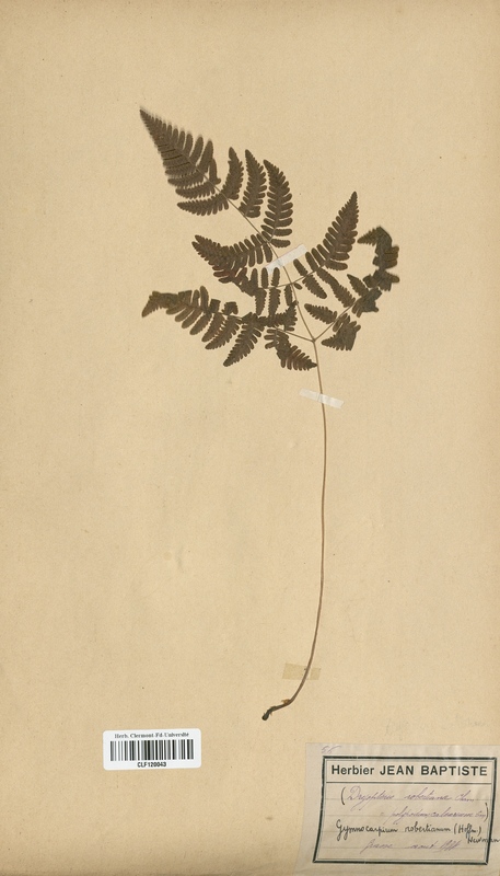 Dryopteris robertiana (Dryopteridaceae)