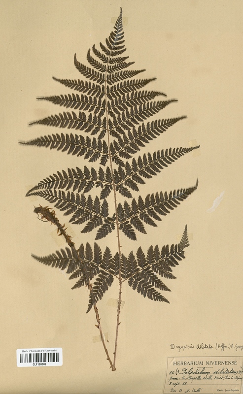 Dryopteris dilatata (Dryopteridaceae)
