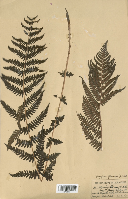 Dryopteris filix-mas (Dryopteridaceae)