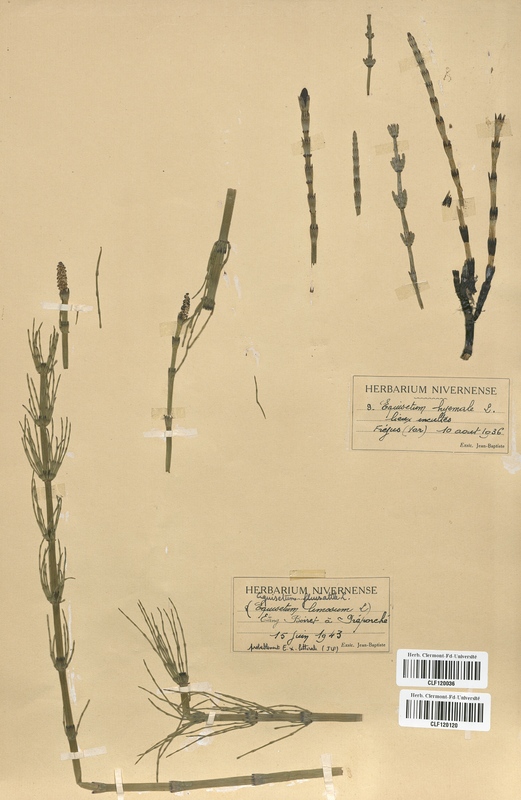 Equisetum hyemale (Equisetaceae)