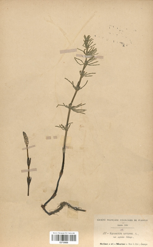 Equisetum arvense (Equisetaceae)