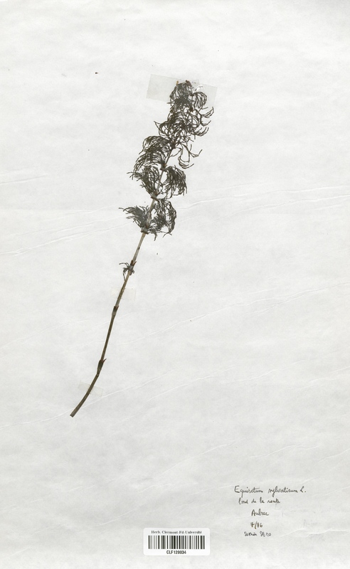 Equisetum arvense (Equisetaceae)