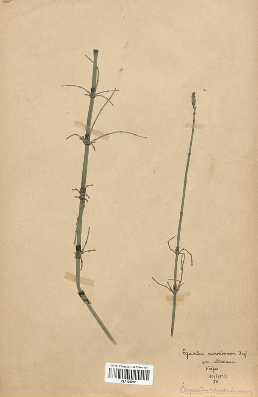 Equisetum ramosissimum (Equisetaceae)
