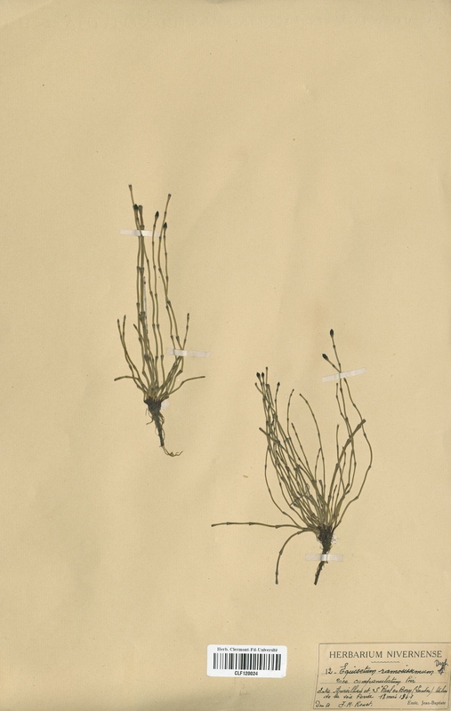 Equisetum ramosissimum (Equisetaceae)