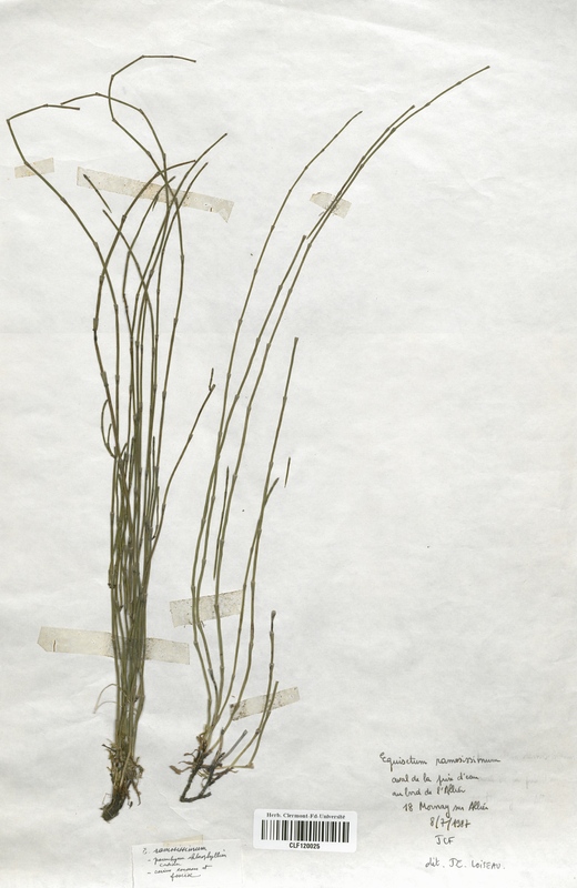 Equisetum ramosissimum (Equisetaceae)