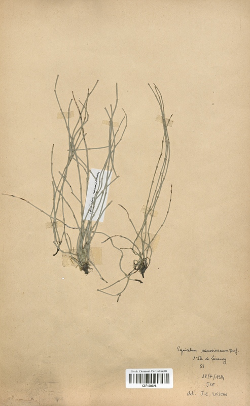 Equisetum ramosissimum (Equisetaceae)