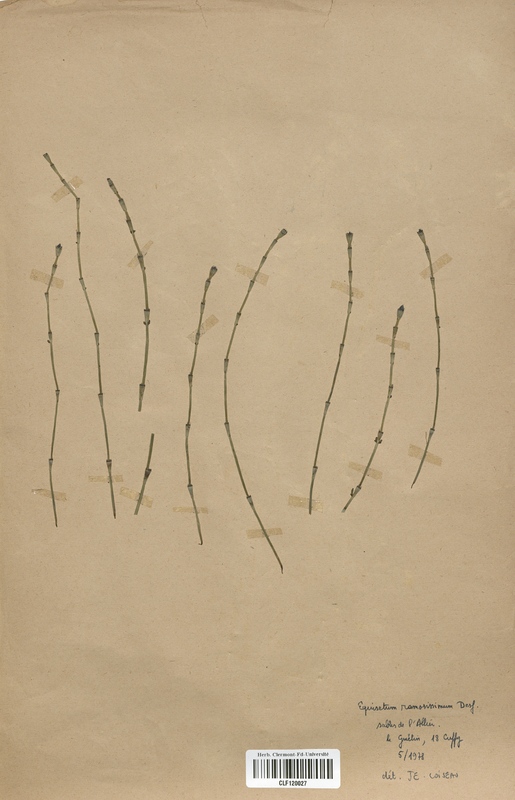 Equisetum ramosissimum (Equisetaceae)