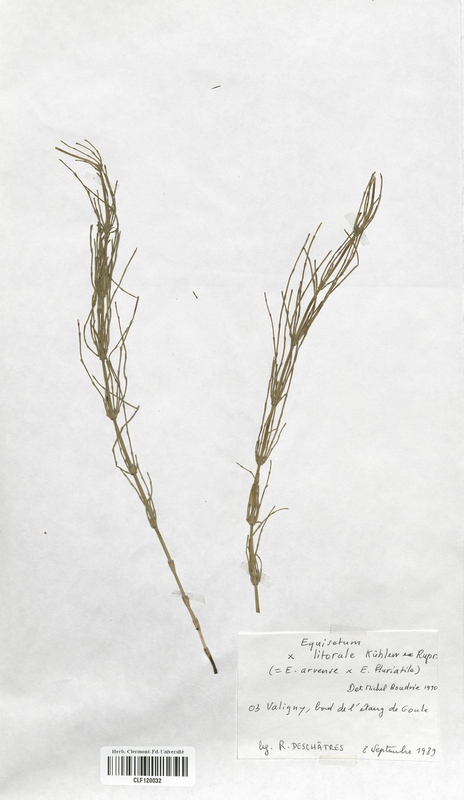 Equisetum x litorale (Equisetaceae)