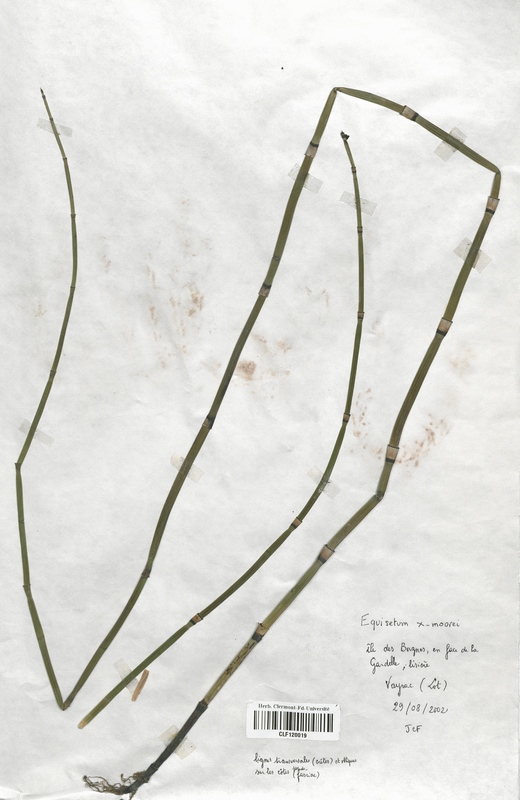 Equisetum x moovei (Equisetaceae)